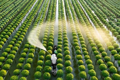 Sửa đổi danh mục thuốc bảo vệ thực vật được phép sử dụng tại Việt Nam
