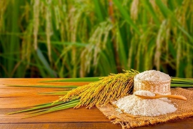 Chuỗi giá trị của gạo kỳ vọng tăng 30% nhờ mô hình lúa giảm phát thải