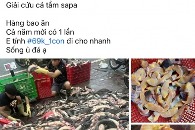 Cá tầm giá siêu rẻ rao bán tràn lan trên mạng xã hội liệu có an toàn?