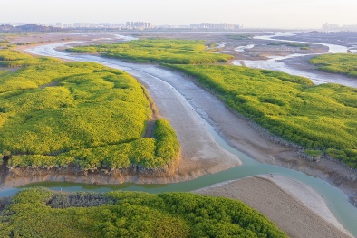 Trung Quốc lần đầu tiên ban hành tiêu chuẩn quốc gia về rừng ngập mặn