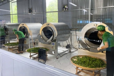 Ứng dụng khoa học công nghệ và chuyển đổi số nâng tầm cây chè Thái Nguyên