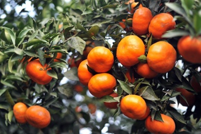 Cam Lục Ngạn được bảo hộ chỉ dẫn địa lý