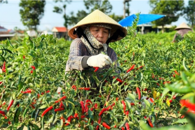 Giá ớt tăng kỷ lục, nông dân thêm phấn khởi vì được xuất khẩu chính ngạch sang Trung Quốc