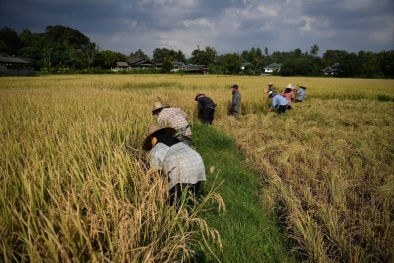 Cảnh báo nhiều diện tích đất canh tác trên toàn cầu có xu hướng nhiễm kim loại nặng