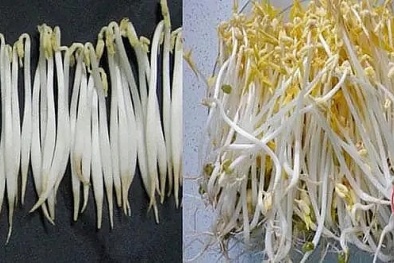 Phân biệt giá đỗ tự nhiên với giá đỗ 'ngậm' hóa chất