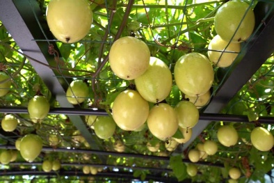 Thêm 4 mặt hàng Việt Nam được xuất khẩu sang thị trường Trung Quốc