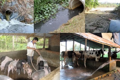 QCVN 62:2025 đối với nước thải chăn nuôi