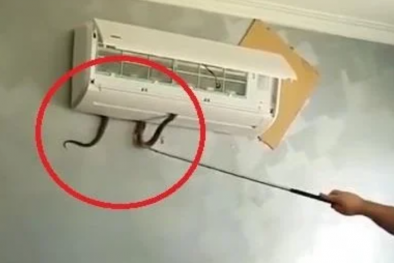 Chuyên gia chỉ cách lắp điều hòa để rắn hay côn trùng không thể chui vào trú ngụ
