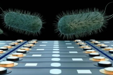 Vi khuẩn tạo ra điện có thể tạo đột phá về năng lượng sạch