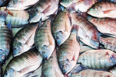 Brazil dỡ bỏ lệnh cấm nhập khẩu cá rô phi của Việt Nam