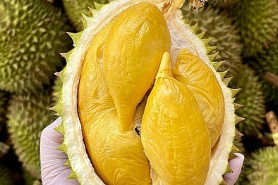 Nâng cao chất lượng, tiêu chuẩn sầu riêng để tiến xa trên thị trường quốc tế 