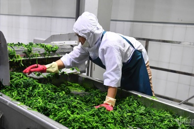 Quảng Ngãi thúc đẩy năng suất xanh và chuẩn hóa sản phẩm là trọng tâm