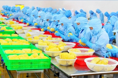 Chuẩn hóa chất lượng để rau quả Việt Nam vượt rào cản kỹ thuật, khẳng định thị phần xuất khẩu