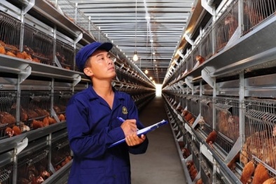 Định danh và truy xuất nguồn gốc vật nuôi đối với cơ sở sản xuất Halal