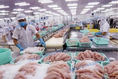 Cá tra Việt Nam rộng đường xuất khẩu sang thị trường Brazil