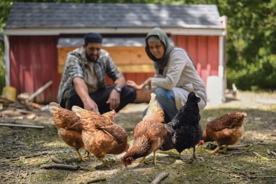 Điều kiện sản phẩm từ sinh vật biến đổi gen GMO sử dụng làm thức ăn chăn nuôi halal 