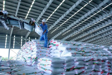 Bứt phá toàn diện, Phân bón Cà Mau giữ thế chủ lực trong vụ mùa Hè Thu