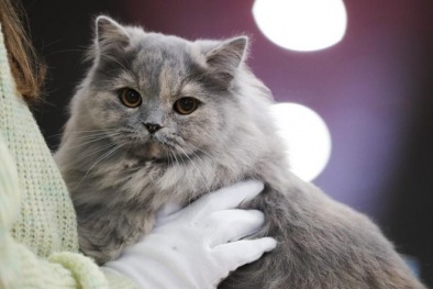 Cảnh báo cúm mèo có thể gây đại dịch toàn cầu