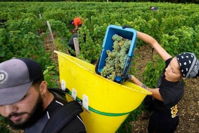 Liên minh châu Âu nới lỏng quy định nông nghiệp xanh