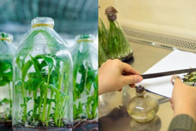 TCVN 14147:2024 về vật liệu nhân giống cây trồng giúp kiểm soát chất lượng