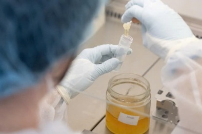 Áo dùng công nghệ giám định ADN để phân biệt mật ong thật - giả