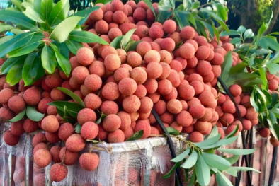 Vải tươi Việt Nam có mặt tại Pháp: Triển vọng cho xuất khẩu với sản phẩm chất lượng