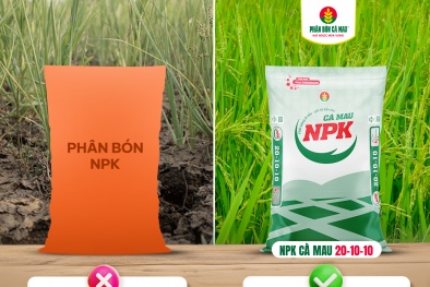 NPK Cà Mau 20-10-10: Chọn đúng, trúng mùa vàng