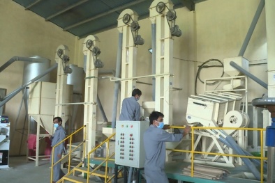 Ứng dụng quy trình sản xuất tiên tiến nâng tầm sản phẩm OCOP