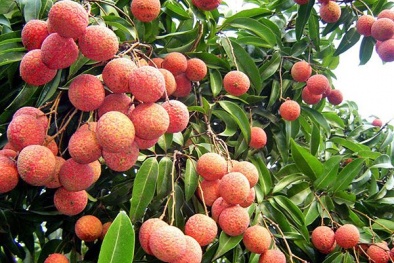 Vải thiều chất lượng cao được quảng bá trên các sàn thương mại điện tử lớn