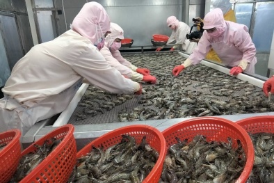 Hoa Kỳ công bố kết quả sơ bộ về thuế chống bán phá giá với tôm Việt