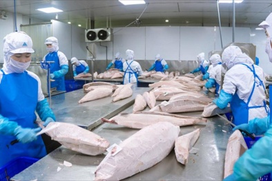 Chất lượng cao giúp cá ngừ Việt chinh phục thị trường Ai Cập