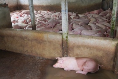 Phát hiện cơ sở giết mổ xả thải vượt quy chuẩn ở Trà Vinh