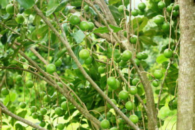 TCVN 11366-7:2023 về rừng trồng cây mắc ca