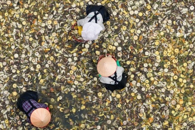 Startup Việt biến 'rác thải' thành vàng: Bí mật từ vỏ dứa!