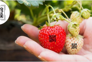 Thanh Hóa: Đẩy mạnh truy xuất nguồn gốc, xây dựng thương hiệu nông sản