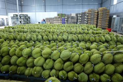 Đảm bảo tiêu chuẩn chất lượng giúp phát triển bền vững ngành sầu riêng Việt Nam