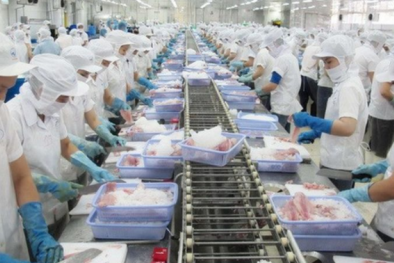 Xuất khẩu cá tra Việt Nam tăng trưởng ổn định nhờ chất lượng cao
