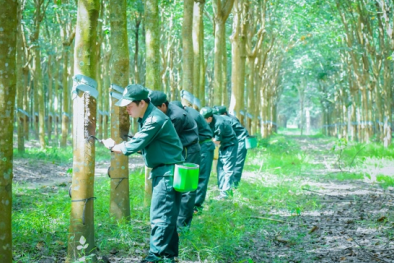 ISO 14001:2015 với Kaizen: Giải pháp giúp doanh nghiệp nâng cao năng suất, bảo vệ môi trường