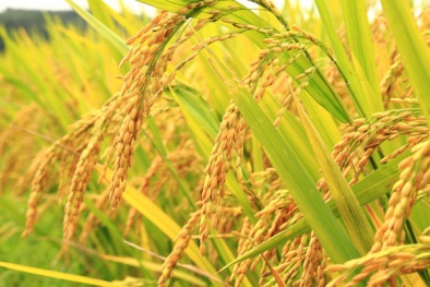 TCVN 14273:2024 về giảm phát thải khí nhà kính với chế độ tưới tiết kiệm nước cho lúa