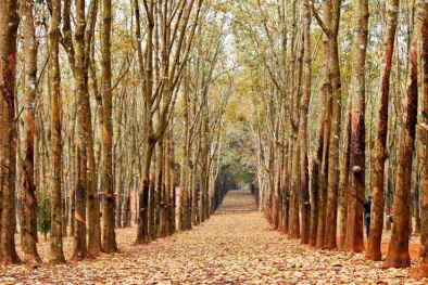 Ngành cao su Đồng Nai chuyển mình theo hướng bền vững và tiêu chuẩn quốc tế