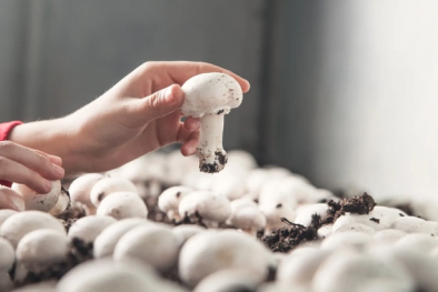 Nấm từng gây chết người được phát hiện có tiềm năng điều trị ung thư hiệu quả