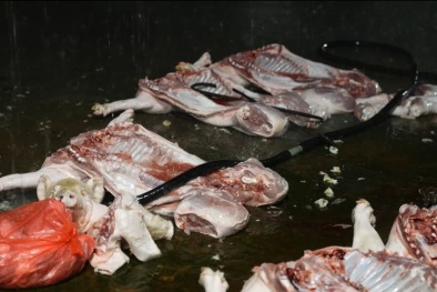 Hà Nội: Bắt 4 đối tượng tuồn thịt lợn bệnh ra thị trường