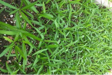 Cảnh báo: Rau muống nhiễm chì không thể nhận biết bằng mắt thường