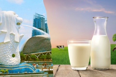 Ngành sữa cần đảm bảo tiêu chuẩn cao để thâm nhập vào thị trường Singapore 