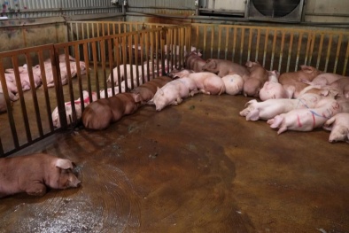 Lộ diện đường dây mua bán lợn chết 'ôi giời ôi'