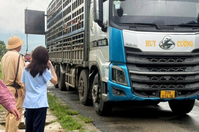 Phú Thọ: Phát hiện, tiêu hủy gần 200 con lợn nhiễm virus dịch tả lợn châu Phi