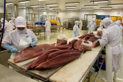 Thị trường cá ngừ 2025: Thích ứng để dẫn đầu trong cuộc chơi chất lượng và minh bạch