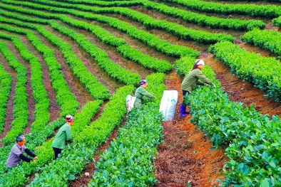 Tiềm năng thúc đẩy kinh tế tuần hoàn tại Việt Nam 