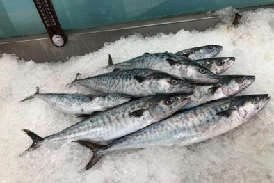 Nguy cơ rình rập từ những loại cá giá rẻ: Cẩn trọng trước khi đưa lên mâm cơm