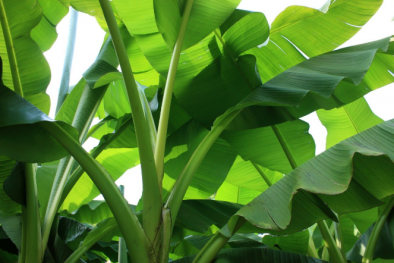 Nhật Bản nghiên cứu tạo ra chất chống ung thư mạnh từ cỏ ngọt và lá chuối